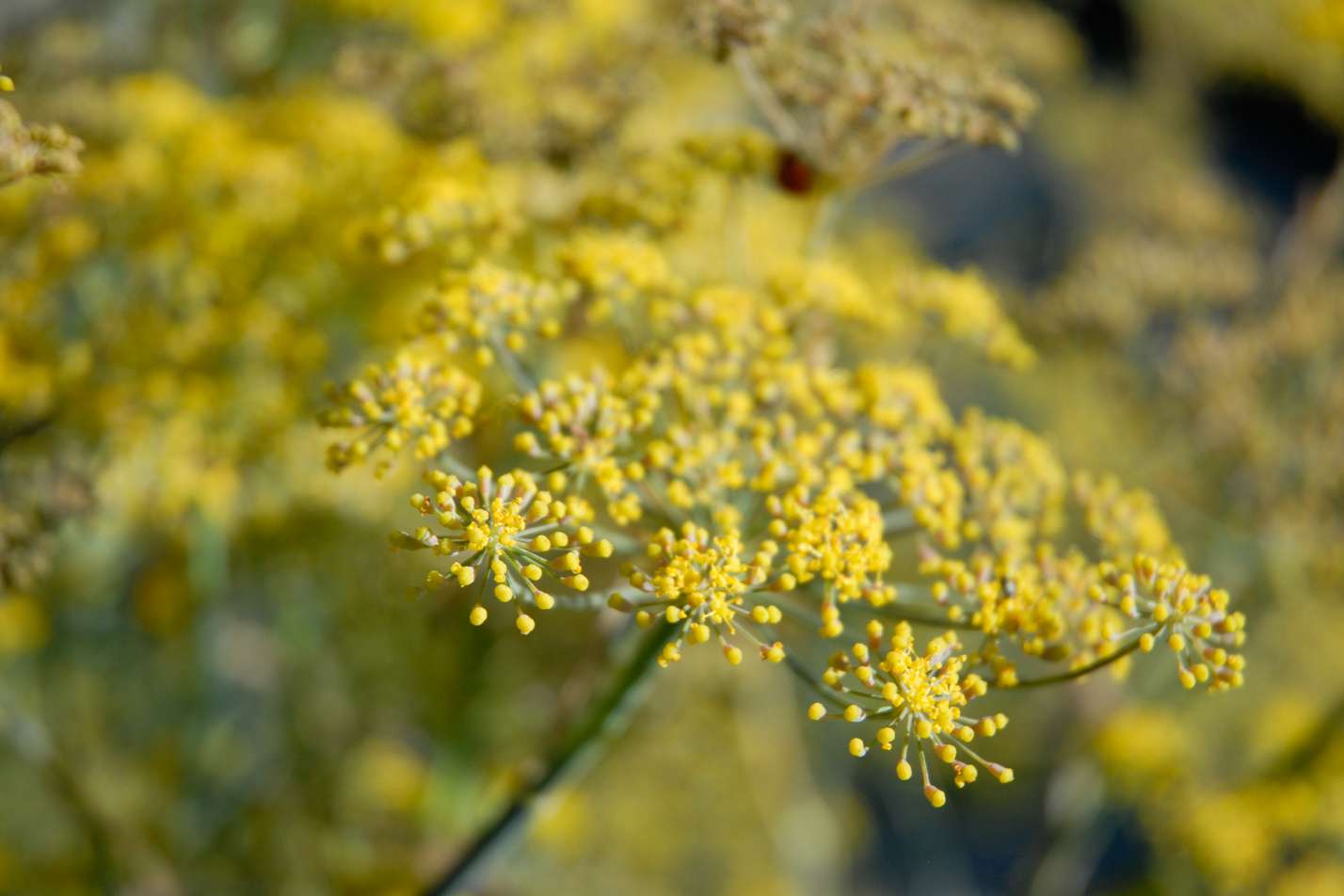 Bronze Fennel
